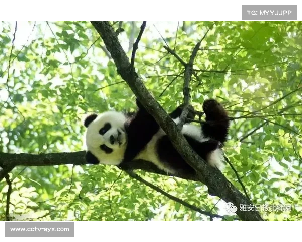 全球熊猫伙伴大会在成都召开，共商生态保护与绿色发展